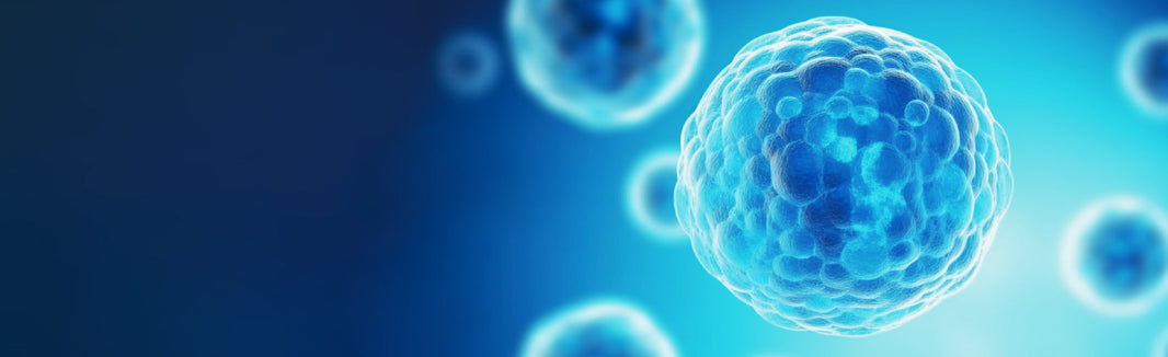 Thawing and Reculturing Cryopreserved Cells with Jet Biofil® and Pricella® HEK-293 Cell Line Revival Protocol