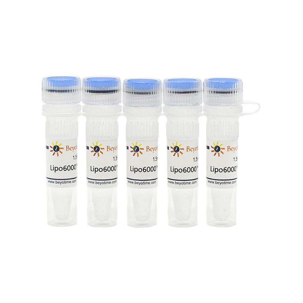 Lipo6000™ Transfection Reagent, 7.5 mL