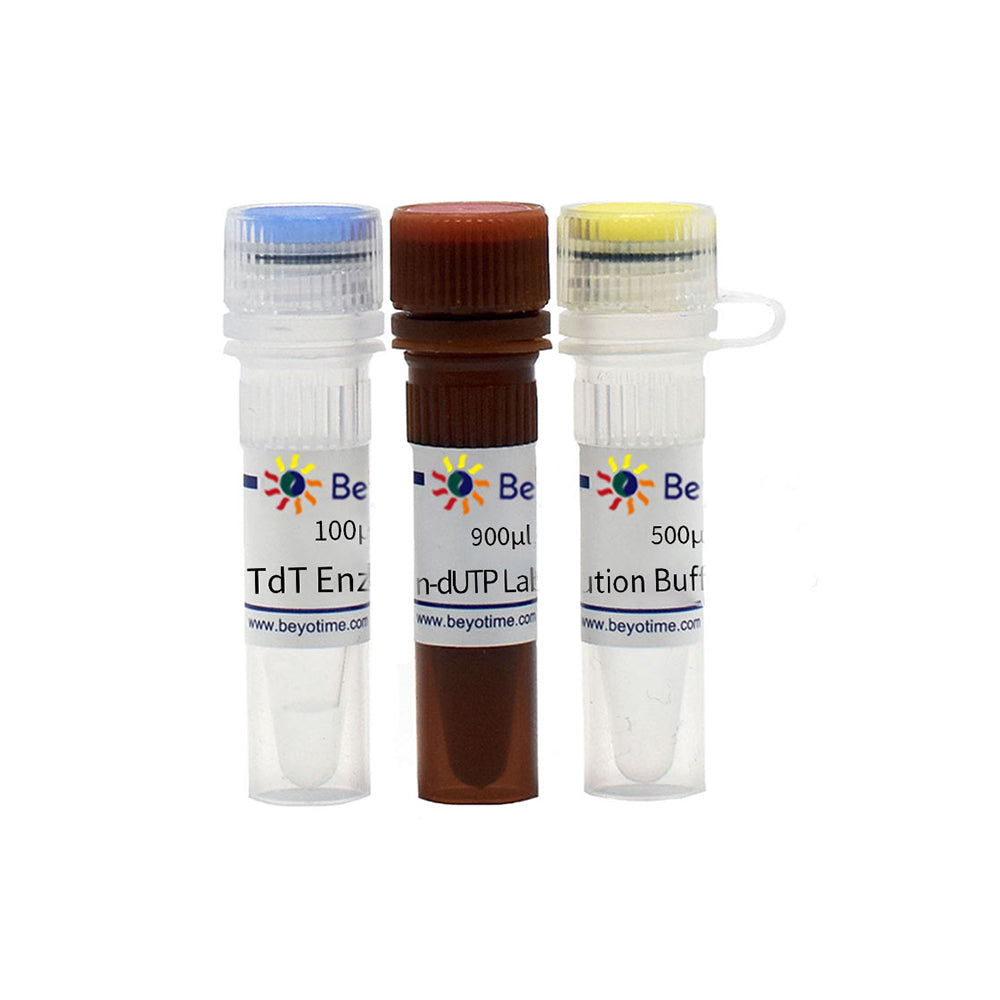 One Step TUNEL Apoptose-Assay-Kit (grüne Fluoreszenz), 20T