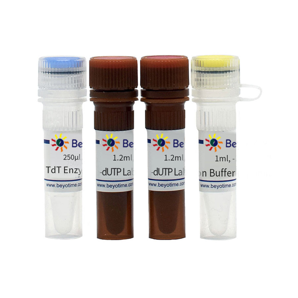 One Step TUNEL Apoptose-Assay-Kit (grüne Fluoreszenz), 50T