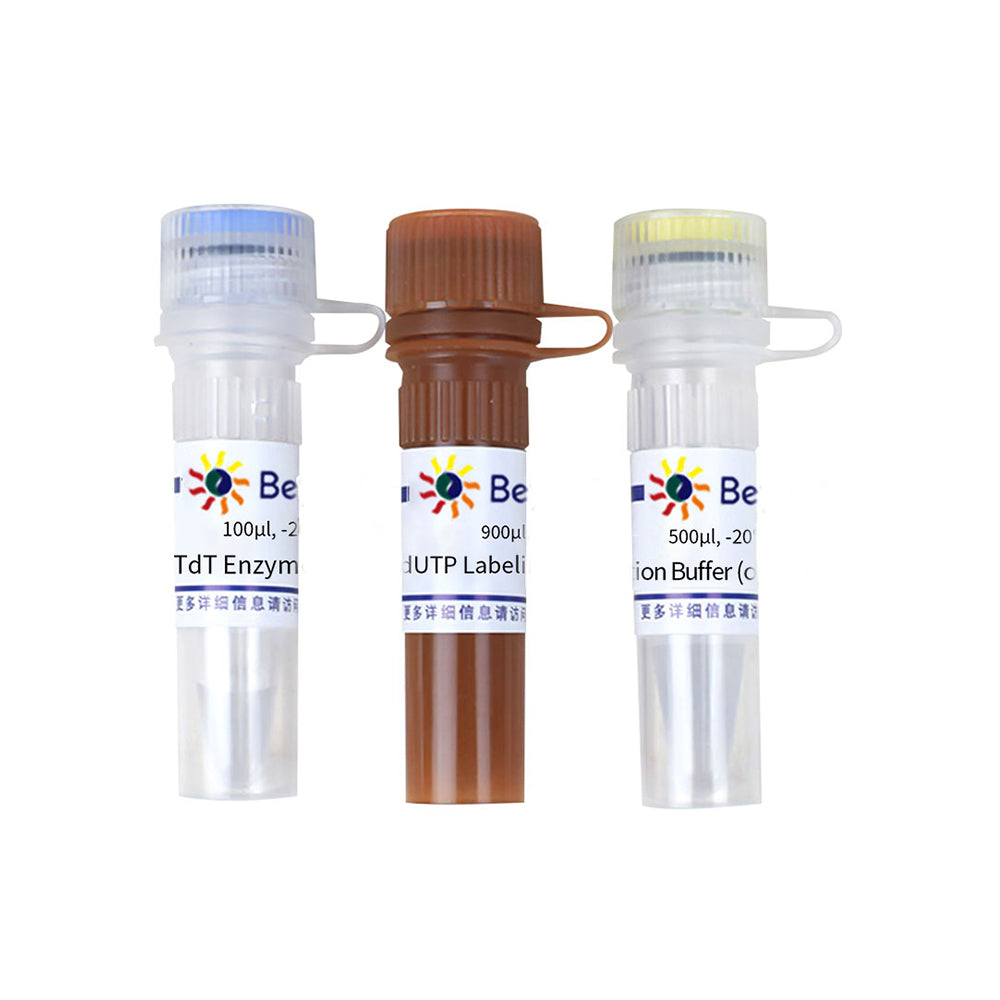 Einstufiges TUNEL-Apoptose-Assay-Kit (rote Fluoreszenz), 20T