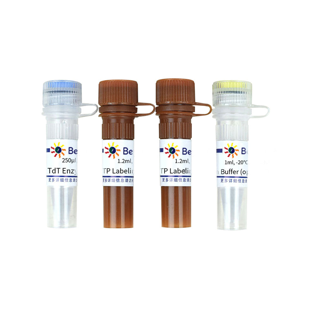 Einstufiges TUNEL-Apoptose-Assay-Kit (rote Fluoreszenz), 50T