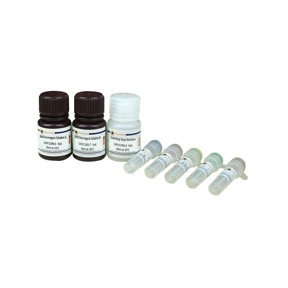 Kolorimetrisches TUNEL-Apoptose-Assay-Kit, 20T