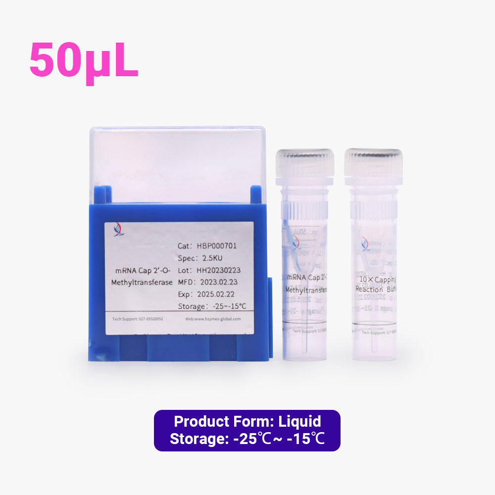mRNA Cap2'-O-Methyltransferase, 50 Einheiten/μL Aktivität, 50 μL