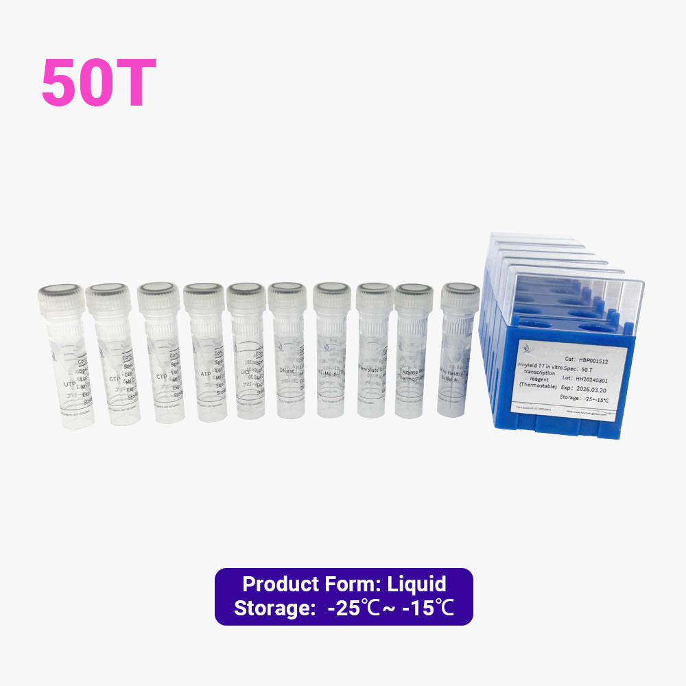 Hochergiebiges T7 In-vitro-Transkriptionsreagenz (thermostabil)