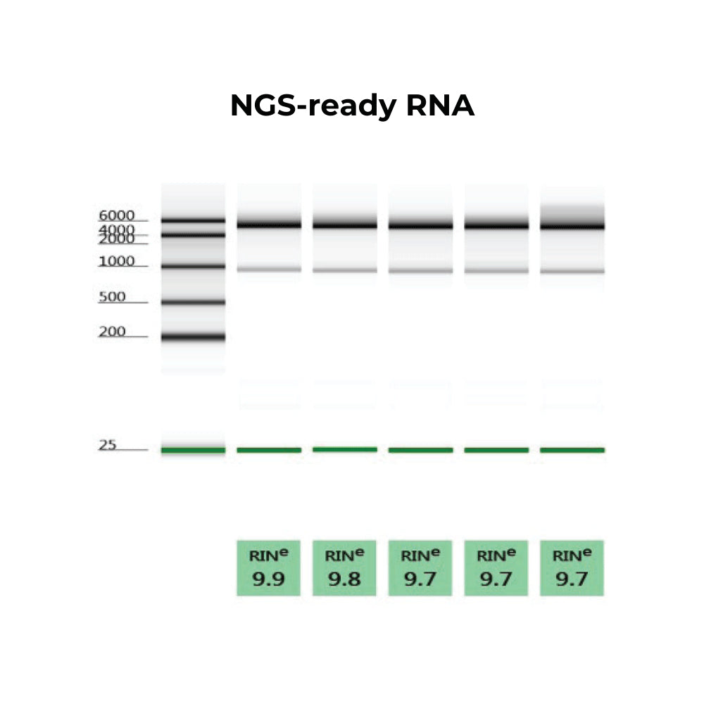 Quick-RNA™ MiniPrep Kit (200 Preps) w/Zymo-Spin™ IIICG Columns (Capped) & Spin-Away™ Filters