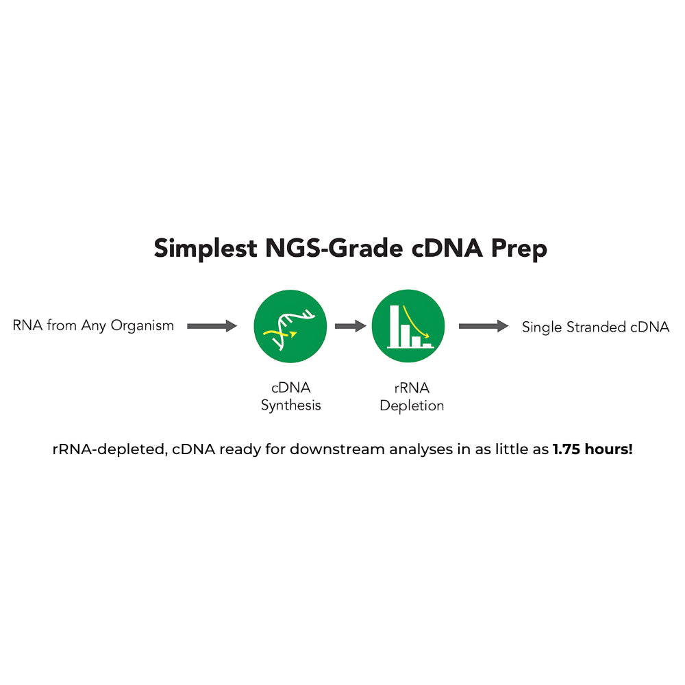 Zymo-Seq RiboFree Universal cDNA Kit (12 preps)