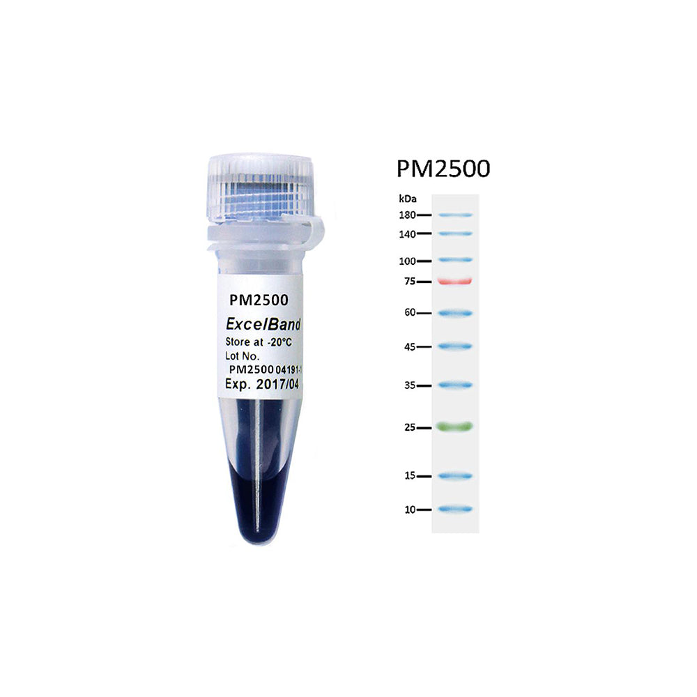 ExcelBand™ 3-Farben-Proteinmarker im regulären Bereich, 250 μl x 2