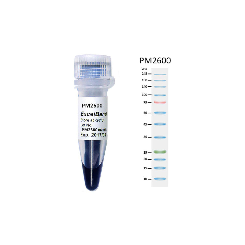 ExcelBand™ 3-Farben-High-Range-Proteinmarker, 250 μl x 2