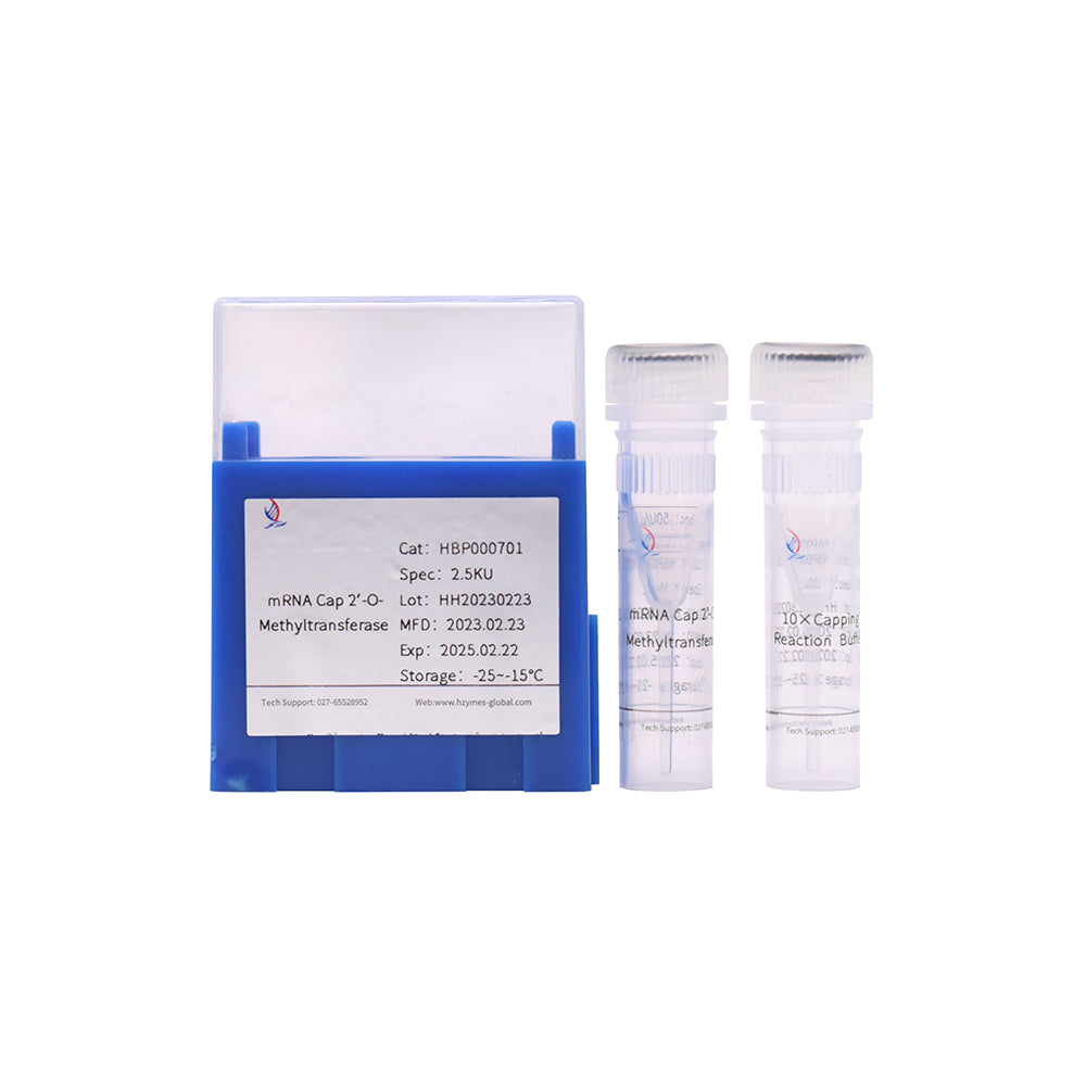mRNA Cap2'-O-Methyltransferase, 50 Einheiten/μL Aktivität, 50 μL